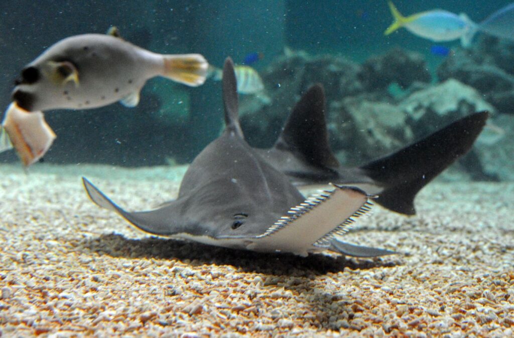 Heartbreaking Sawfish Loss In The Battle Against Florida’s Mysterious Die Off